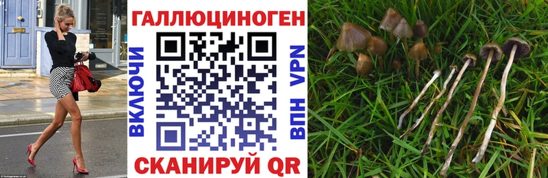 Псилоцибиновые грибы Psilocybine cubensis  Северо-Курильск 